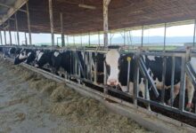 Cows Feeding in a Dairy Farm