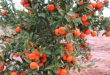 Mandarin tree, var. 'Shani'