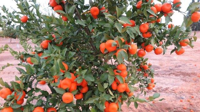 Mandarin tree, var. 'Shani'