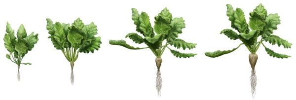 sugar beet