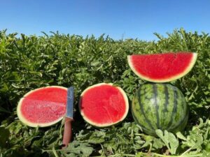Alon Watermelon