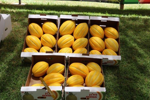 Melon Golden Ball