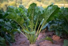 Sugar beet
