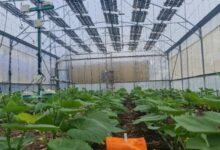 agrovoltaic systems in Greenhouses
