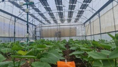 agrovoltaic systems in Greenhouses