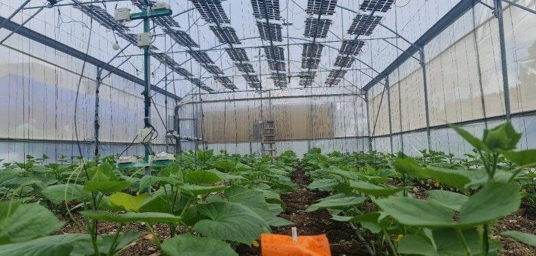 agrovoltaic systems in Greenhouses