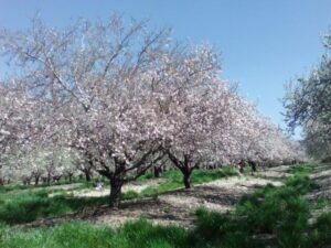 Establishment of a local herbaceous plant in an almond orchard