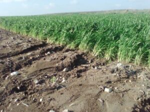 Soil erosion and soil erosion without plant cover
