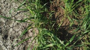 Maintaining soil moisture between service crops