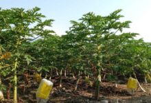 Growing Papaya in Mexico with MixRite