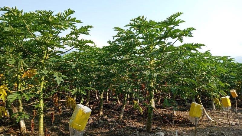 Growing Papaya in Mexico – Challenges and Smart Solutions for Rising Demand
