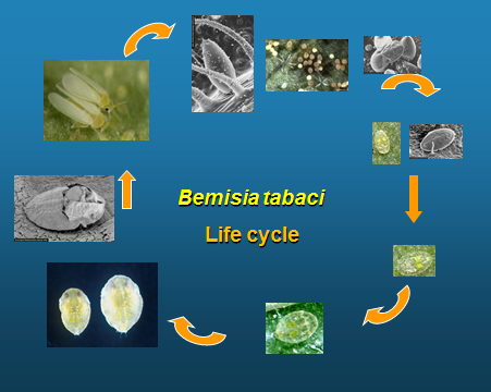 Diagram 1 - Bemisia tabaci – life cycle