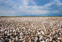 Cotton field