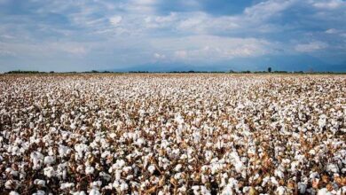Cotton field