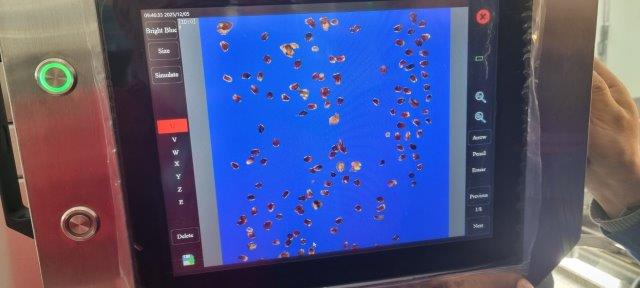 AI pomegranate sorting