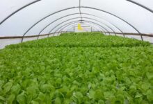 Commercial-Hydroponics-farm-NFT-LivinGreen