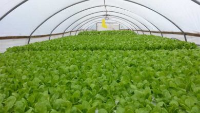 Commercial-Hydroponics-farm-NFT-LivinGreen