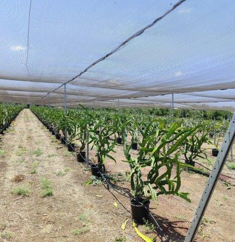 The Trellising system similar to that used in grapevines