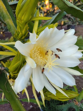 Pollen must be collected before the bees arrive