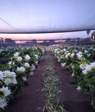 Tens of thousands of flowers to be pollinated by hand in a few hours timespan
