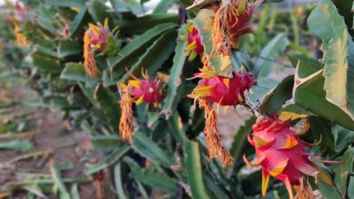 Fruit turning red will go wrinkly very quickly