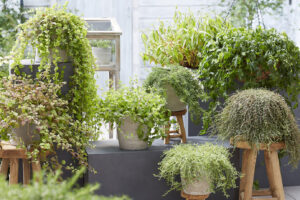 Thymus citriodorus Cascading Lemonade, Mentha arvensis Banana, Jiaogulan, Lippia dulcis, Persicaria odorata, Satureja douglasii Indian Mint, Rosmarinus officinalis Haifa, Thymus herba-barona Cascata