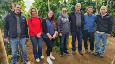 Origene seeds Iberica team