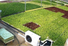 Growdirector Modul