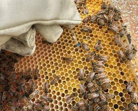 Collecting nectar for chemical analysis to determine the presence of pesticide residues