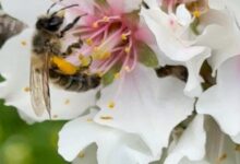 Bee on an almond flower