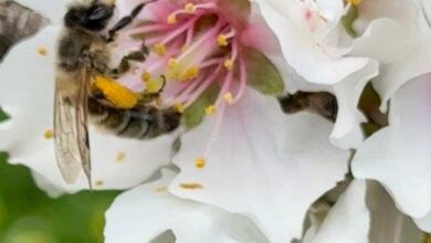 Bee on an almond flower