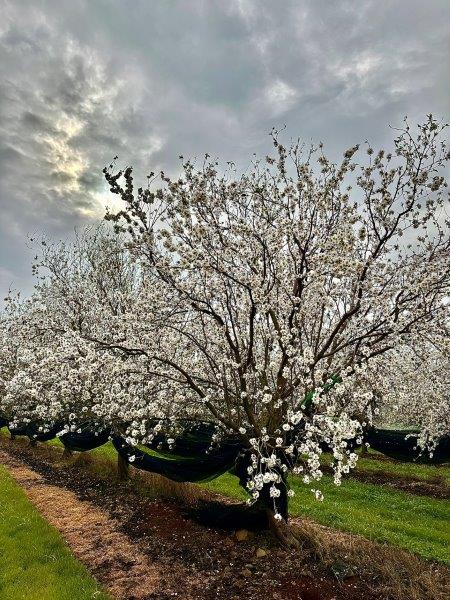 almond blossom
