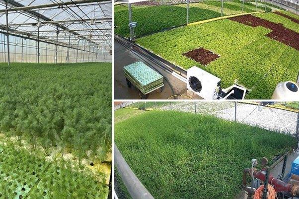 Hydroponic herb crops