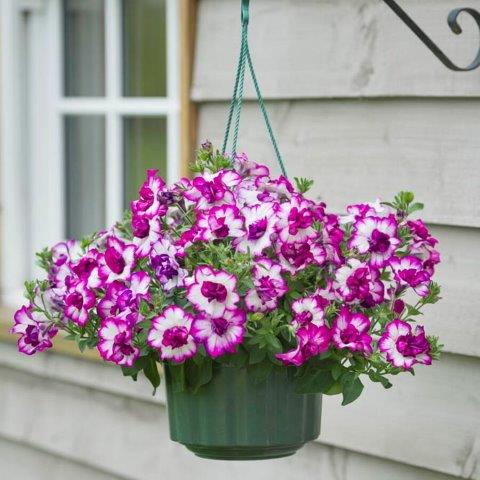 Petunia Tumbelina Compact Nicola by David Kerley to Kerley & Co