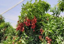 Lychee under a net - photographed by Rafi Stern SMALL