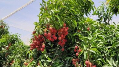 Lychee under a net - photographed by Rafi Stern SMALL