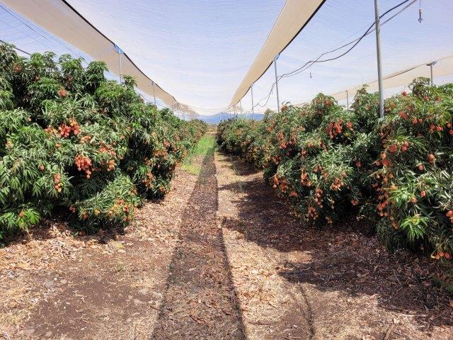Lychee under a net and a sprinkler system - photographed by Rafi Stern SMALL