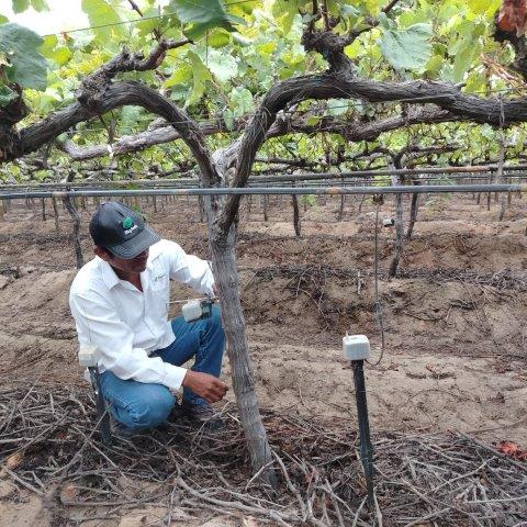 Phytech Precision Irrigation-a worker in the field 