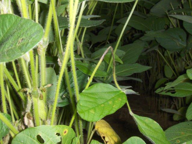 Metabolic Protection biofungicide -2