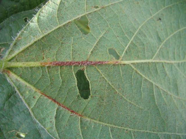 Metabolic Protection biofungicide -3