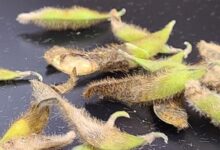 Metabolic Protection biofungicide