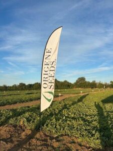 Origene Seeds woodland event