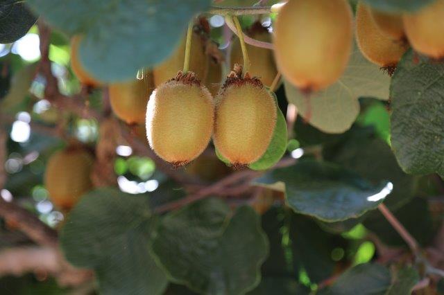 Fertilizer For Kiwi Vines - Learn About Fertilizing Kiwi Plants